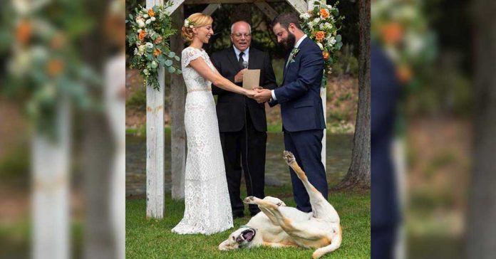 chien vole des regards mariage de ses parents
