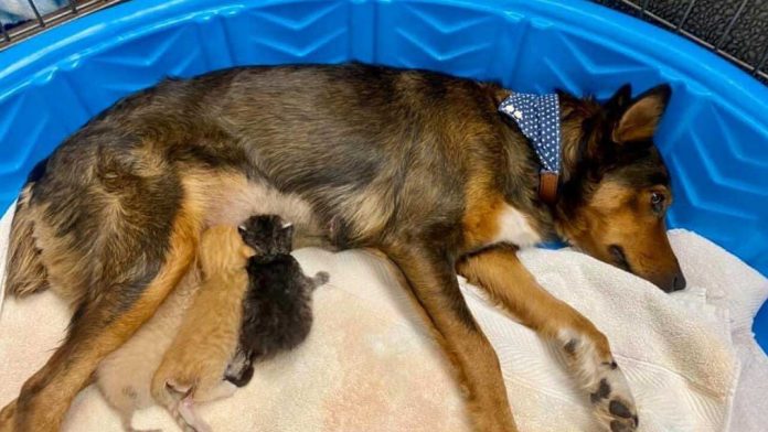 chienne sauvée adopte trois chatons