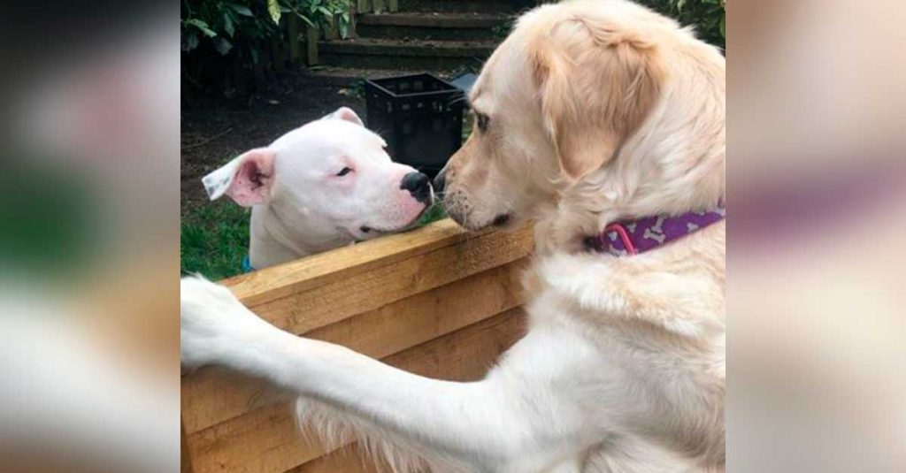 Golden retriever tombe amoureux du chien d'à côté et c'est