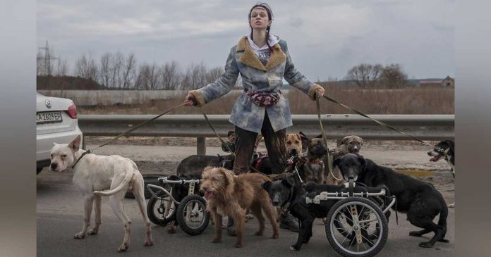 jeune femme ukrainienne aide chiens âgés handicapés