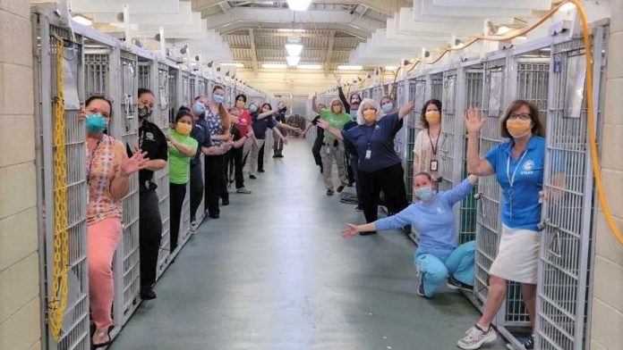 travailleurs refuge célèbrent animaux adoptés