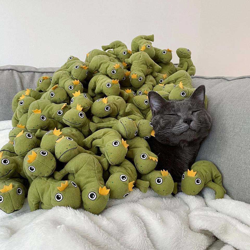 Chat dort avec ses grenouilles jouets