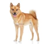 Spitz Finlandais