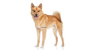 Spitz Finlandais