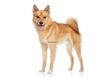 Spitz Finlandais 6 Spitz finlandais