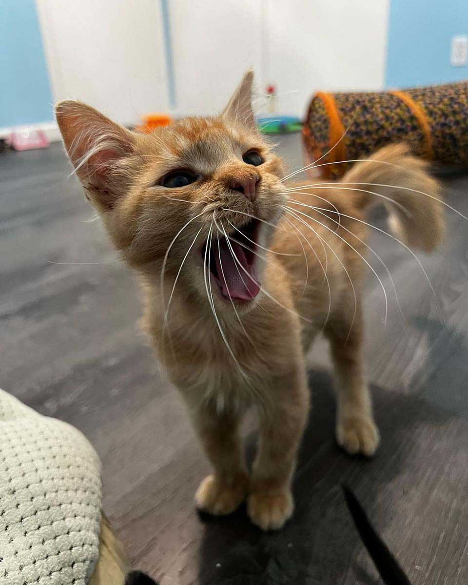 Un chaton saute la clôture pour rejoindre une portée de chatons plus petits et décide de s