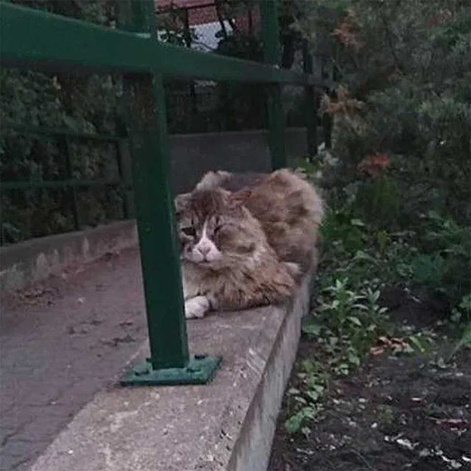 chat qui vivait dans la rue