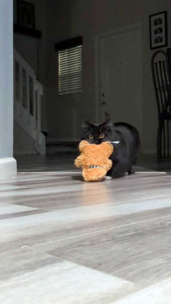chaton qui vole un jouet