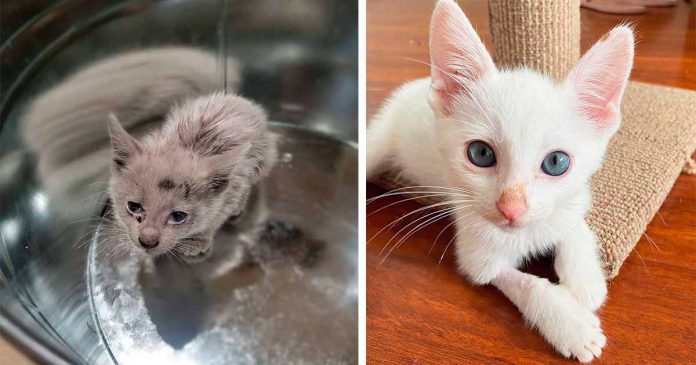 chaton sans-abri sauvé révèle fourrure magnifique
