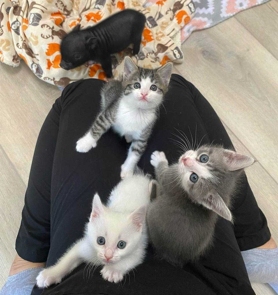 chatons adoptifs