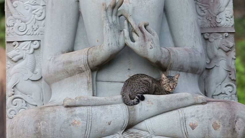 chats adorent statues