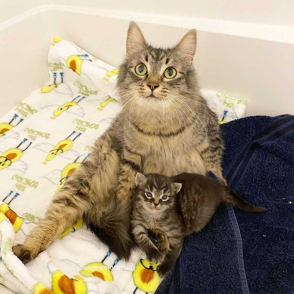 chatte tigrée et son bébé