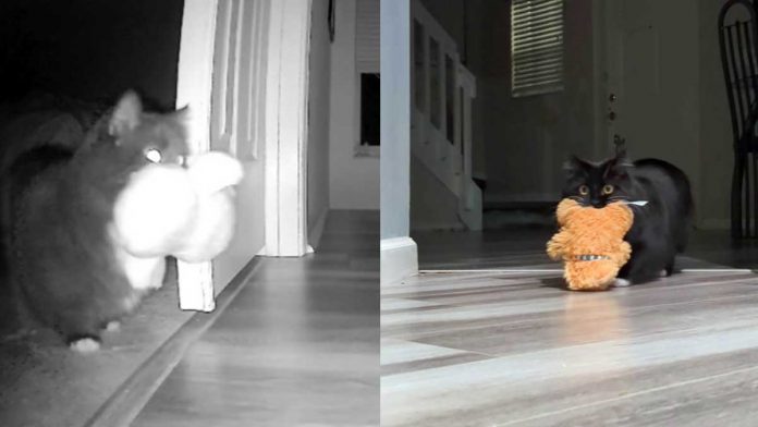 femme attrape chat caméra cachée en train voler jouets fille