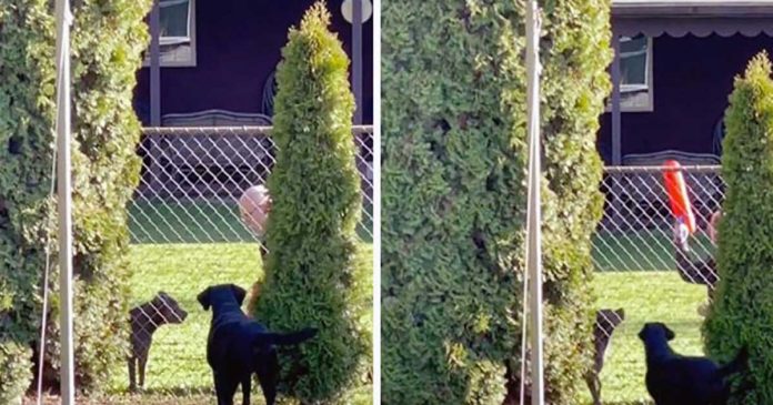 femme découvre voisin joue chien secret