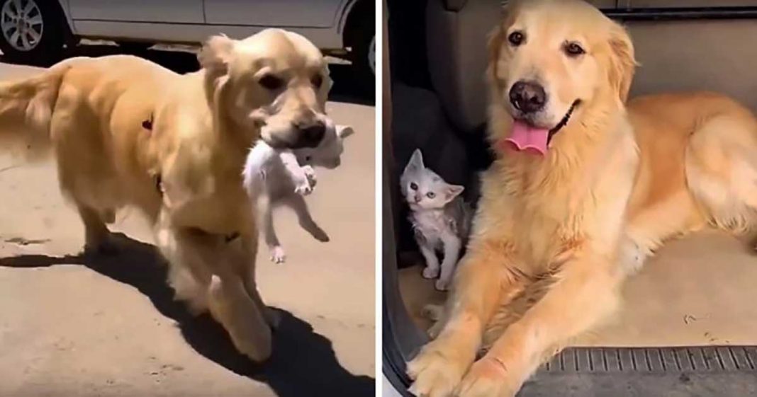 Un golden retriever tombe sur un chaton errant, le ramène à la maison et l