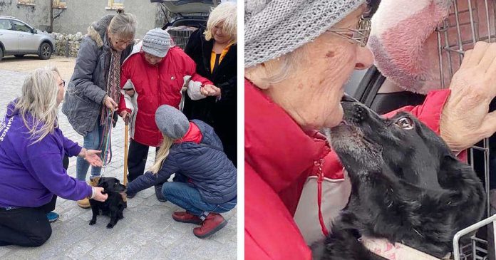 grand-mère réunit chien bien-aimé 12 ans plus tard