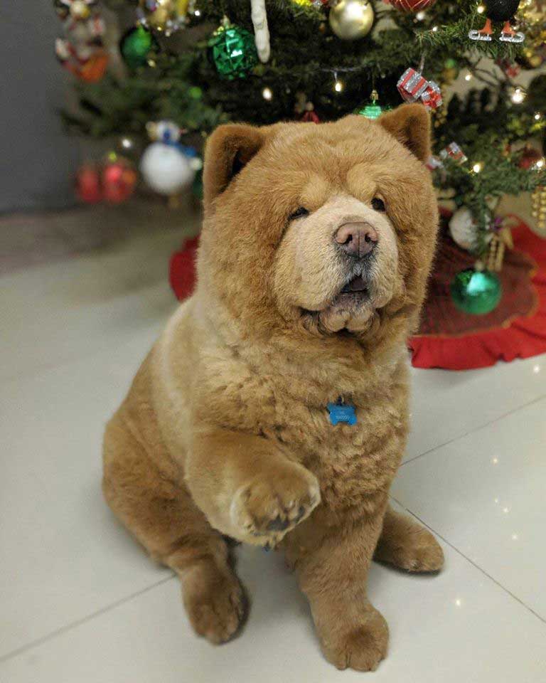 le chien ressemble à un ours en peluche