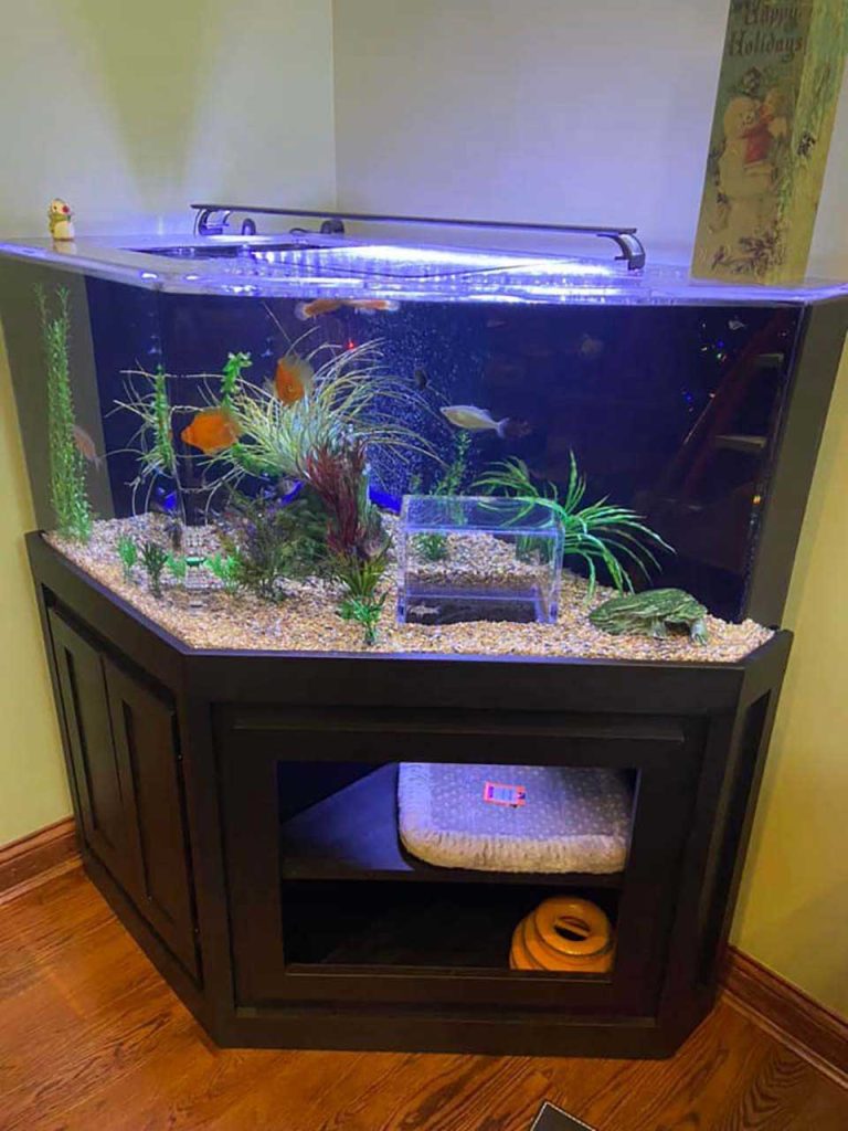 Chat obtient son propre aquarium de fenêtre