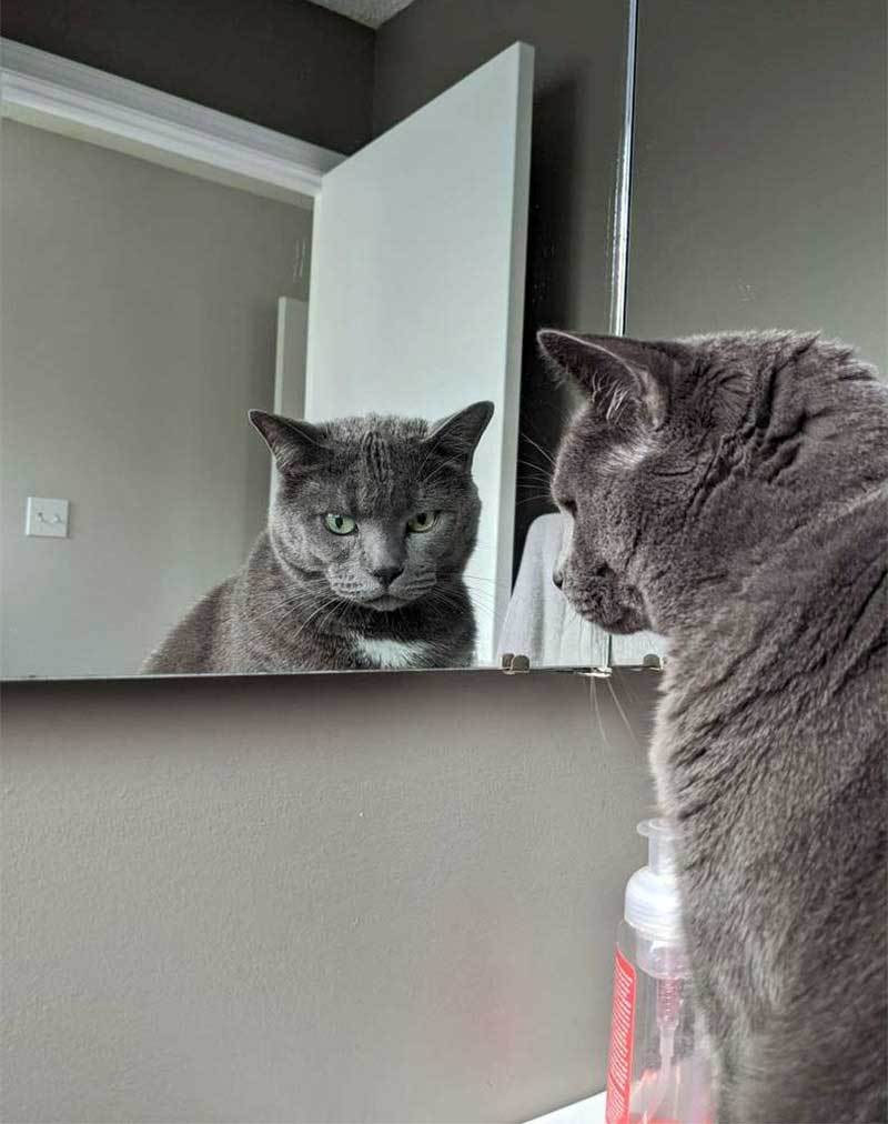 Loki se regarde dans le miroir