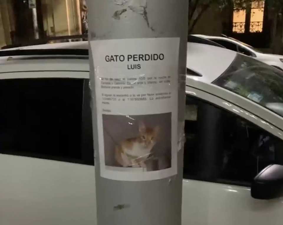 Lost cat poster
