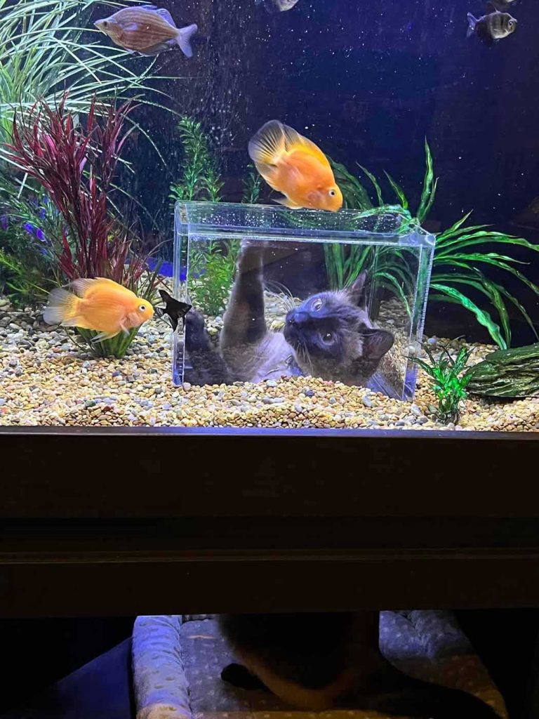 Un chat choyé a son propre aquarium