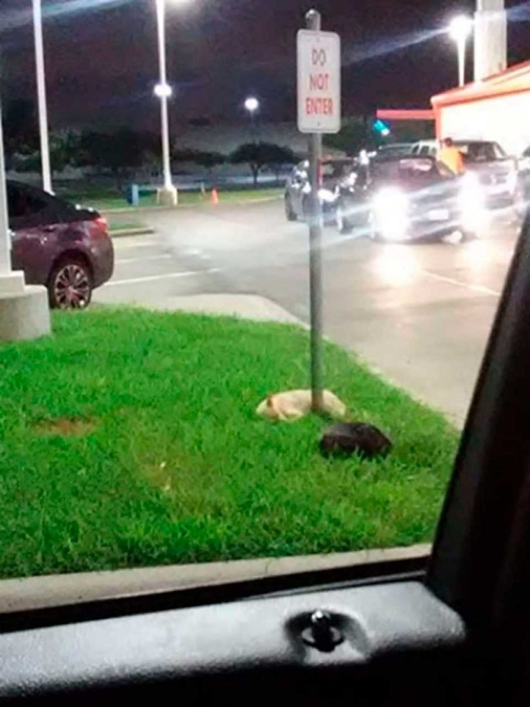 chiens dans un parking