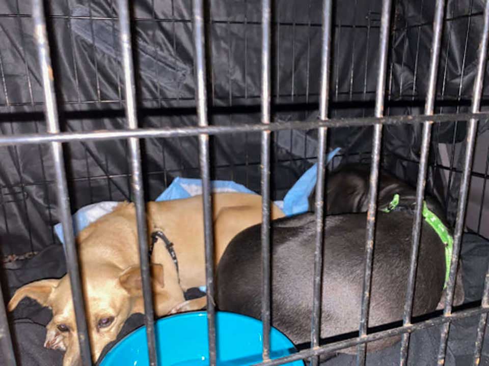 chiens sauvés en cage