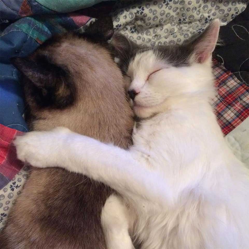 fluffy et soeur