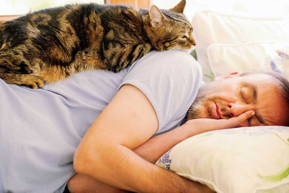 raisons chats dorment avec propriétaires