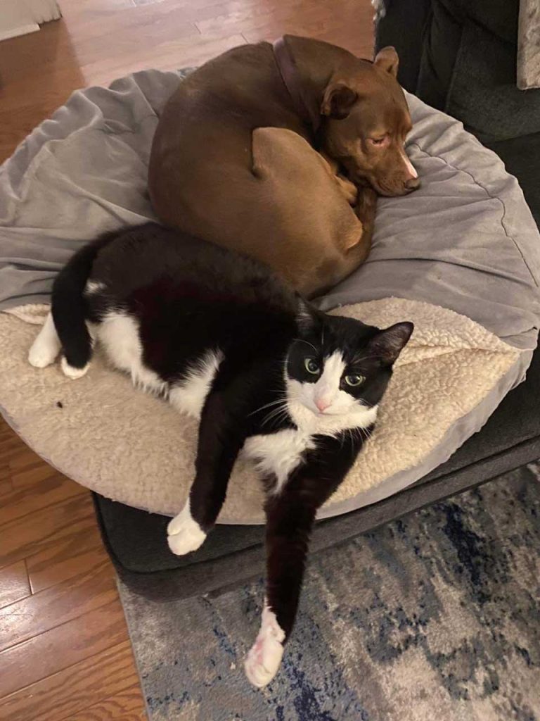 Chaton et chien dorment ensemble