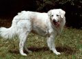 Kuvasz Hongrois 27 Kuvasz Hongrois