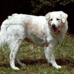 Kuvasz Hongrois