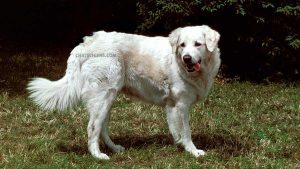 Kuvasz Hongrois