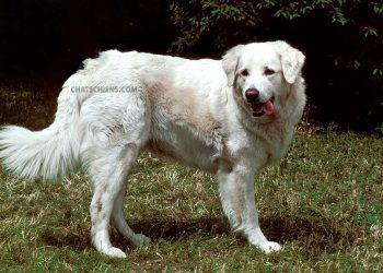 Kuvasz Hongrois 4 Kuvasz Hongrois