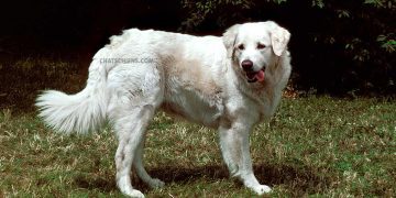Kuvasz Hongrois