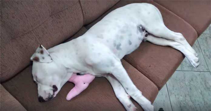Un chien errant dort sur un canapé