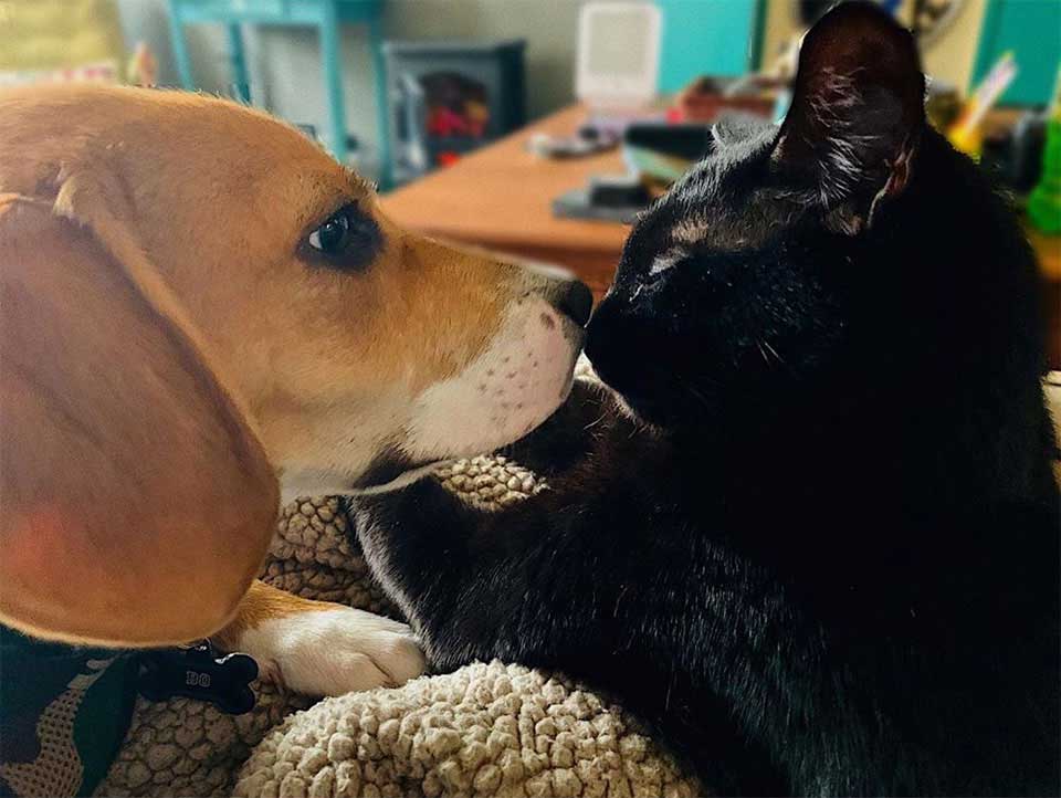 beagle et chat