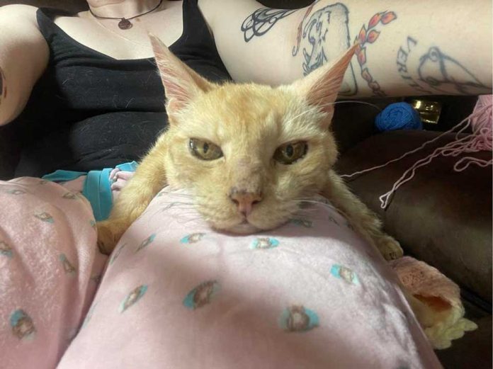 Ce chat de 14 ans est si heureux d'être à nouveau aimé qu'il devient un