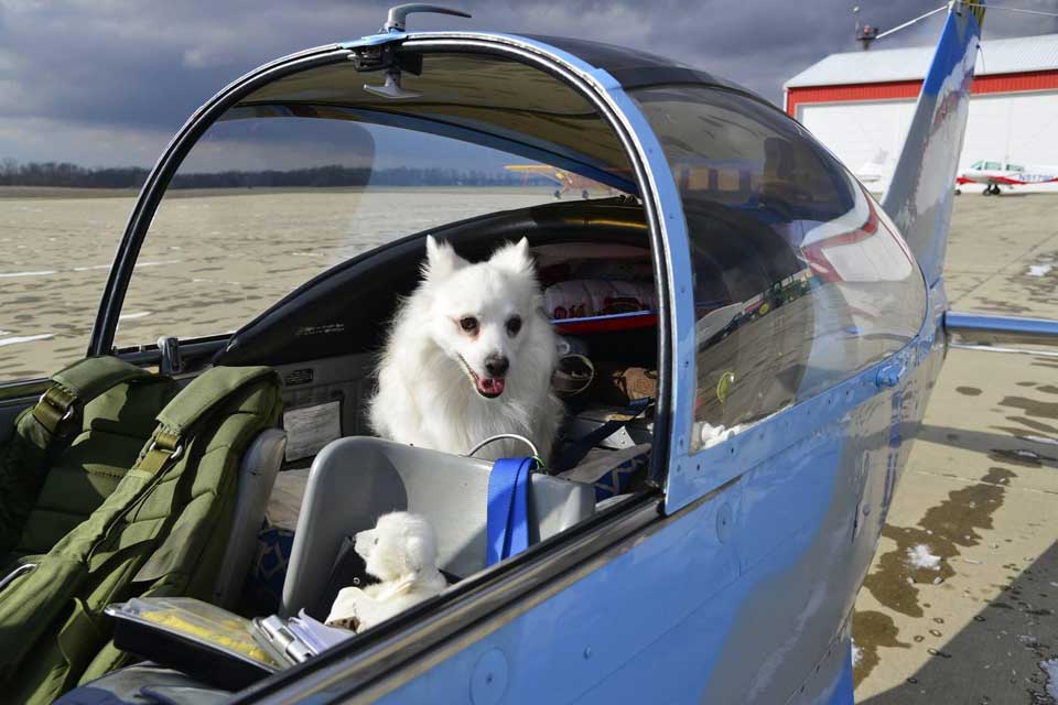 chien à bord d'un avion