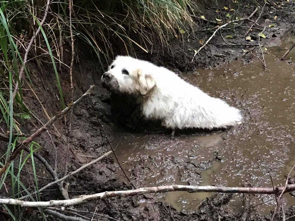 chien dans la boue