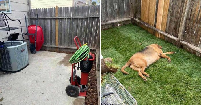 chien sauvé construit propre jardin