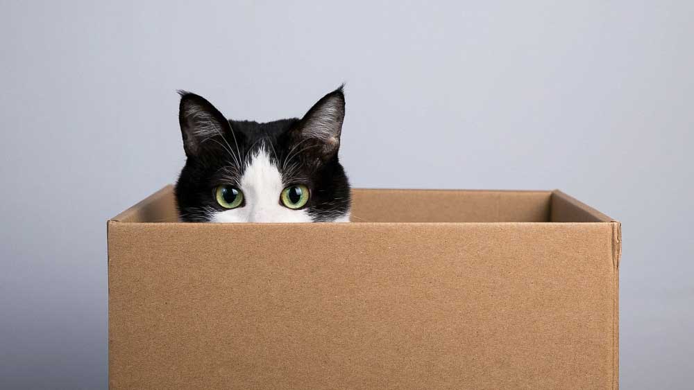raisons pour lesquelles chats aiment boîtes