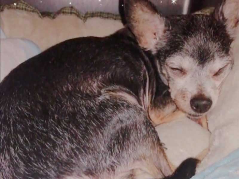 Joselito chihuahua chien maltraitance animale
