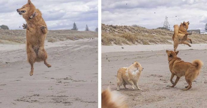 chien aime la plage joie sauter