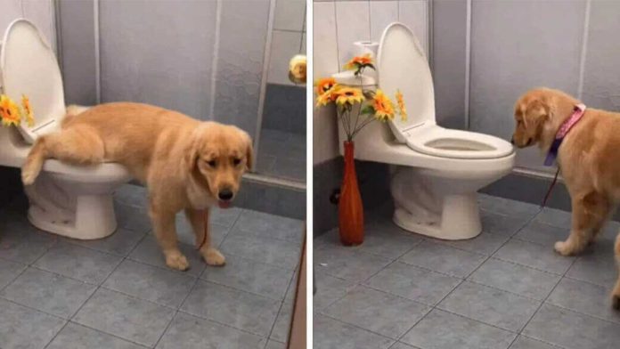 chien utilise toilettes façon amusante