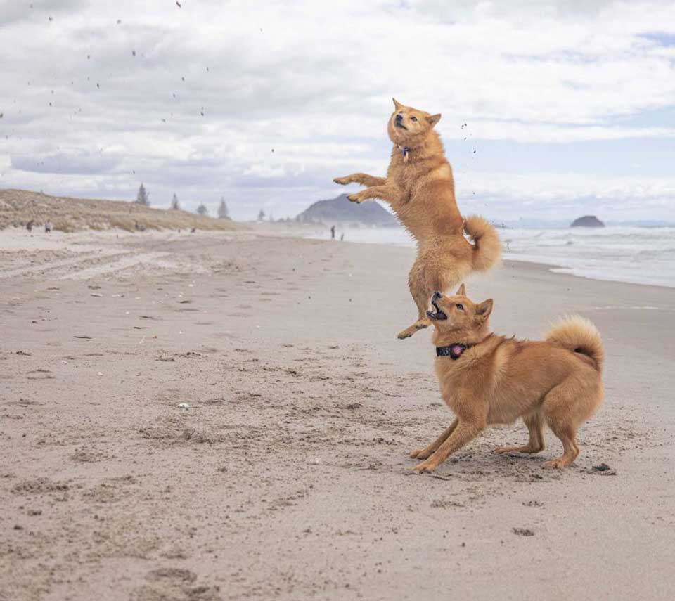 chiens sur la plage