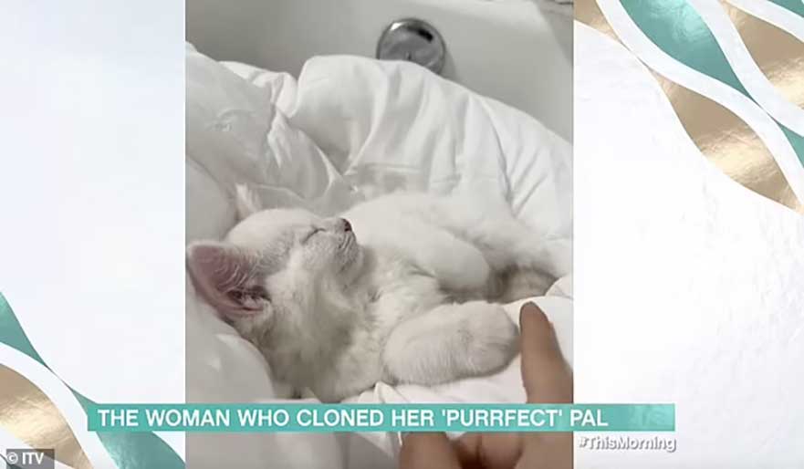 femme payé 25 000 € cloner chat mort