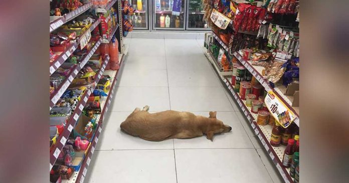 magasin ouvre porte chien canicule