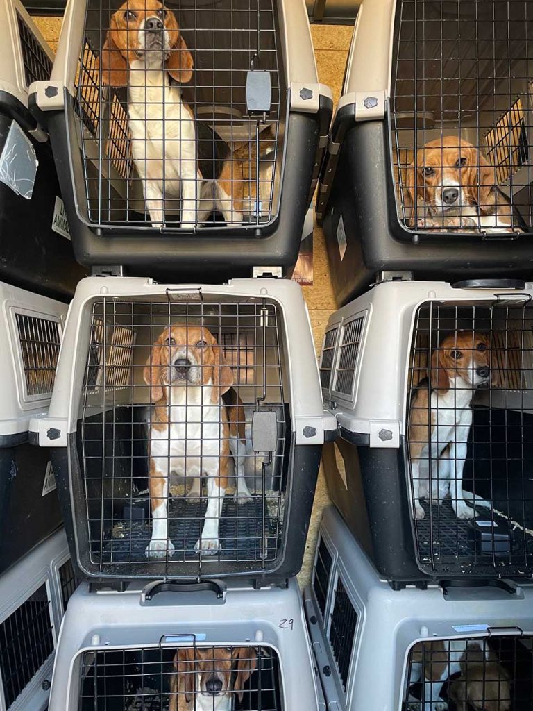 4 000 beagles élevés expérimentalement sauvés