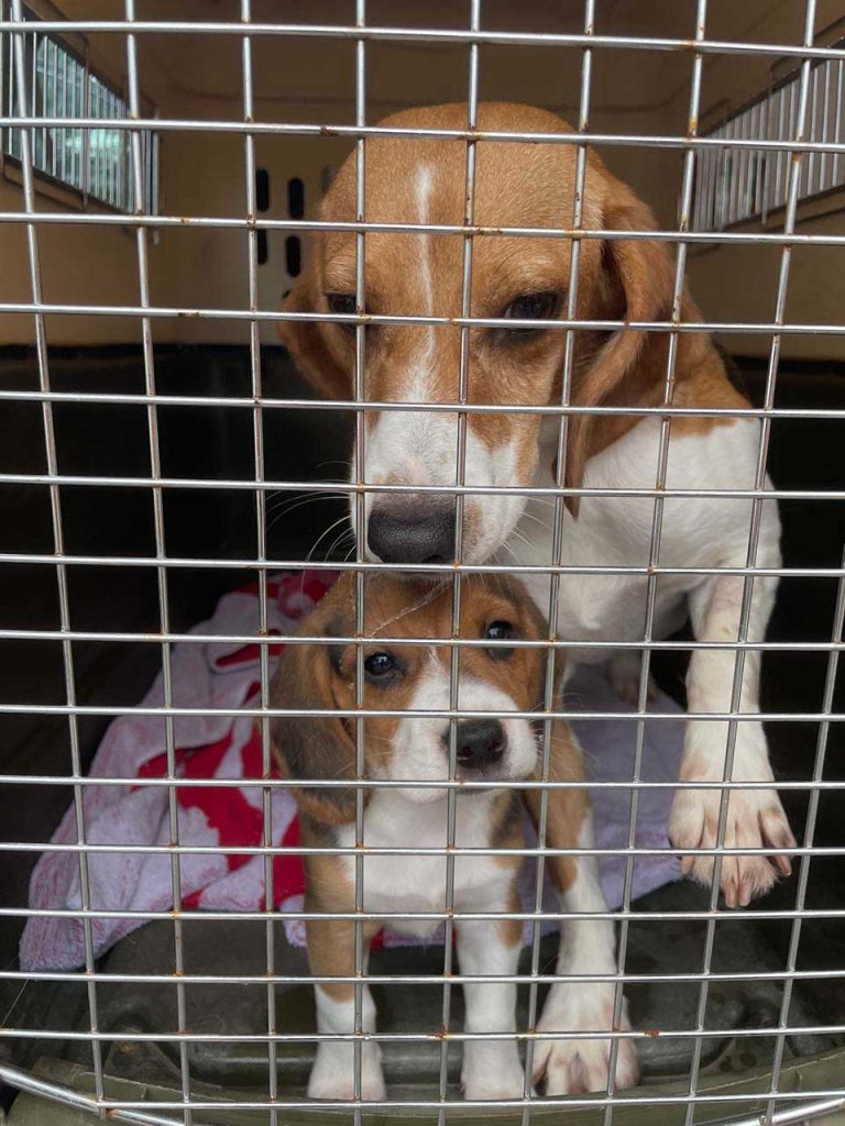 4 000 beagles élevés pour des expériences ont été sauvés